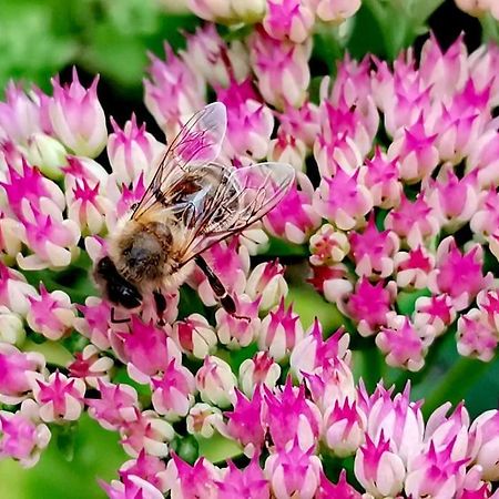 Fewo "Am Bienenstock" In Dallgow-Doberitz Exterior foto