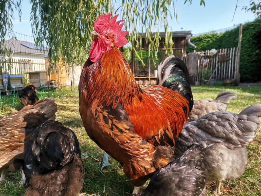 Fewo "Am Bienenstock" In Dallgow-Doberitz Exterior foto