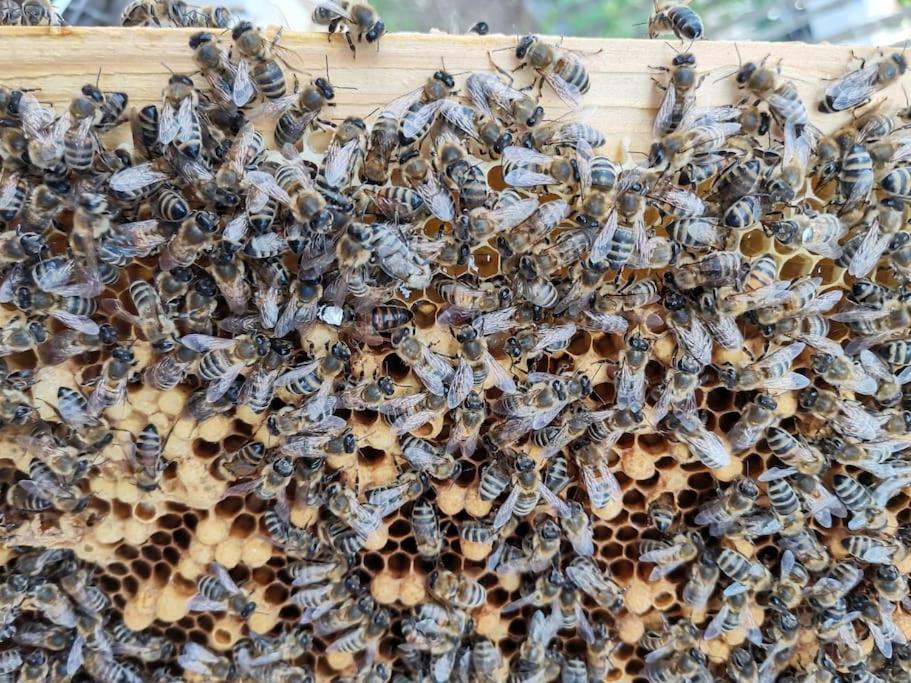 Fewo "Am Bienenstock" In Dallgow-Doberitz Exterior foto