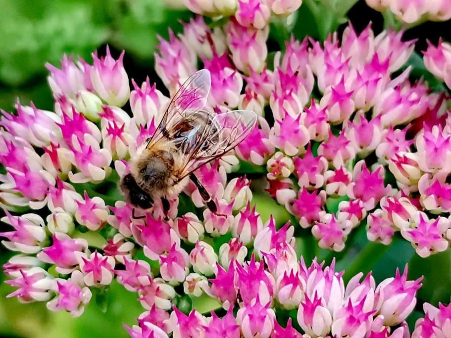 Fewo "Am Bienenstock" In Dallgow-Doberitz Exterior foto