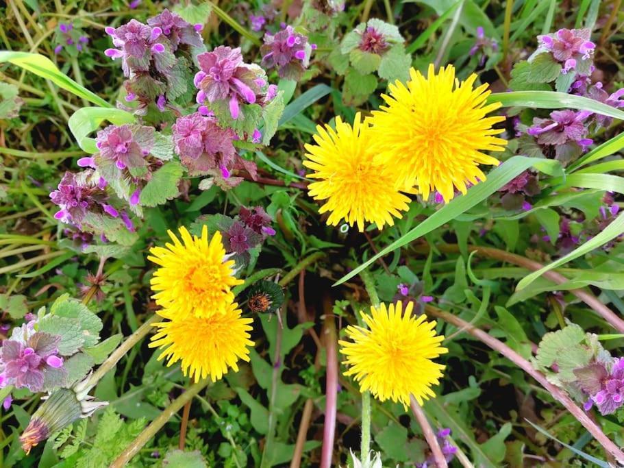Fewo "Am Bienenstock" In Dallgow-Doberitz Exterior foto
